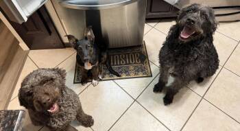 Desmond McDoodle -  Standard Poodle Dog for Adoption in Salt Lake City, Utah - Desmond McDoodle | PetCurious