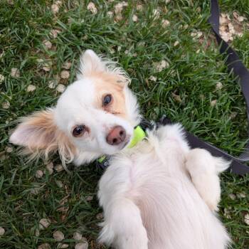 Mixed Breed Dogs Available for Adoption in Murray, Utah - Spencer | PetCurious