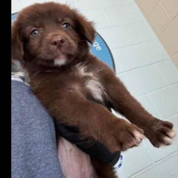 Rescue Golden Retriever and Australian Shepherd Dogs for Adoption in Baton Rouge, Louisiana - Rhea | PetCurious