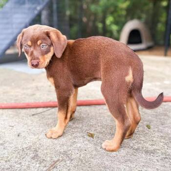 Kris Soare -  Mixed Breed Dog Available for Adoption in Groveland, Massachusetts - Kris Soare | PetCurious