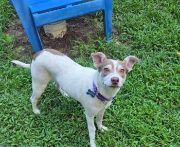 Stewie -  Jack Russell Terrier and Chihuahua Dog for Adoption in Prince Frederick, Maryland - Stewie | PetCurious
