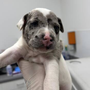 Mixed Breed Dogs Available for Adoption in Bentonville, Arkansas - Lion | PetCurious