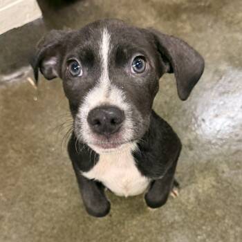 Rescue Pit Bull Terrier Dogs for Adoption in Los Angeles, California - Stuffing A2243956 | PetCurious