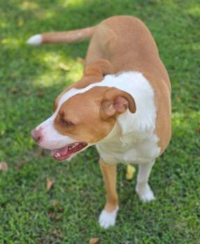 American Staffordshire Terrier Dogs Available for Adoption in Morrilton, Arkansas - Rockwell | PetCurious