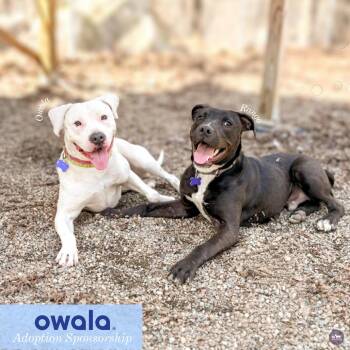 Boxer and Mixed Breed Dogs Available for Adoption in Hopkinton, Massachusetts - Owala | PetCurious