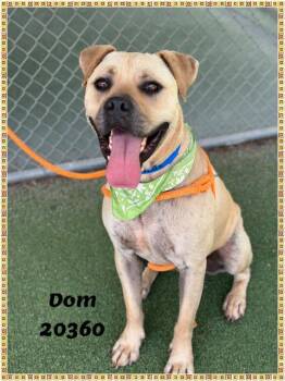 DOM see also PUPCAKE -  Bullmastiff Dog for Adoption in Marietta, Georgia - DOM See Also PUPCAKE | PetCurious