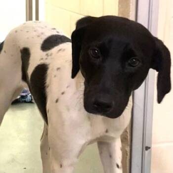 Inkwell -  Mixed Breed Dog for Adoption in Cincinnati, Ohio - Inkwell | PetCurious