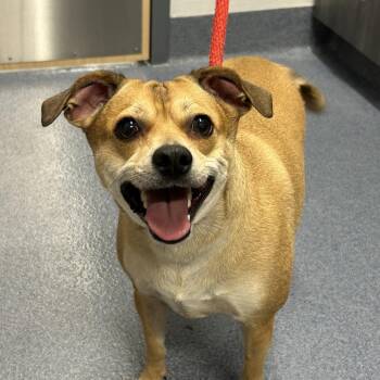 Sheena -  Mixed Breed Dog for Adoption in Saint Joseph, Missouri - Sheena | PetCurious