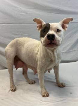 Rainbow -  American Bulldog Dog for Adoption in Nacogdoches, Texas - Rainbow | PetCurious