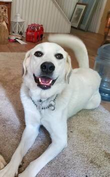 Kacey -  Akbash Dog for Adoption in Bancroft, Ontario - Kacey | PetCurious