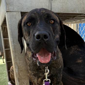 Ferrero -  Cane Corso Dog for Adoption in Los Angeles, California - Ferrero | PetCurious