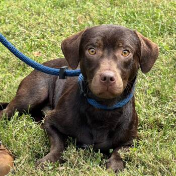 Roadie -  Chocolate Labrador Retriever and Dachshund Dog for Adoption in Meherrin, Virginia - Roadie | PetCurious
