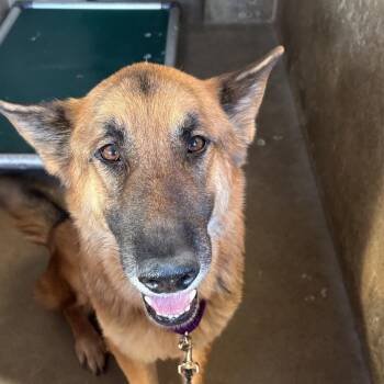 Retriever Dogs Available for Adoption - Squirrely Dan | PetCurious