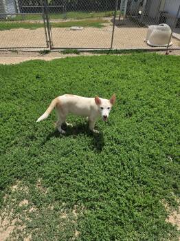 Big Boy -  Husky Dog for Adoption in Maquoketa, Iowa - Big Boy | PetCurious