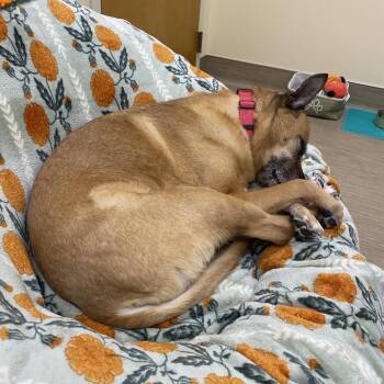 Tegan -  Mixed Breed Dog for Adoption in Bedford, New Hampshire - Tegan | PetCurious