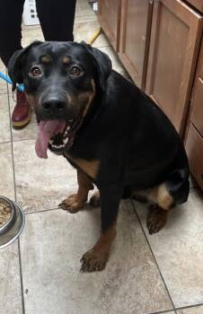 Pumpkin -  Mixed Breed Dog for Adoption in Cincinnati, Ohio - Pumpkin | PetCurious