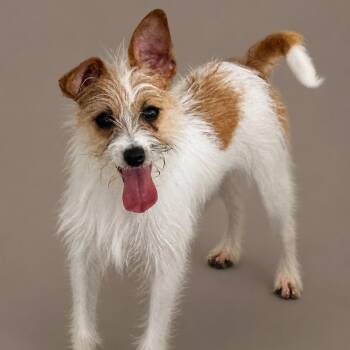 Hook - scruffy 7 lb terrier mix -  Chihuahua and Terrier Dog for Adoption in Hondo, Texas - Hook - Scruffy 7 Lb Terrier Mix | PetCurious