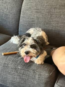 Bear Buckley -  Cavalier King Charles Spaniel and Poodle Dog for Adoption in Waunakee, Wisconsin - Bear Buckley | PetCurious