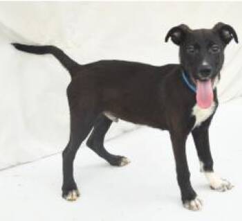 Nugget -  Cattle Dog and Mixed Breed Dog for Adoption in Kansas City, Missouri - Nugget | PetCurious