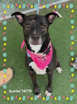 Rescue Hound and Pit Bull Terrier Dogs for Adoption in Marietta, Georgia - SCARLET | PetCurious