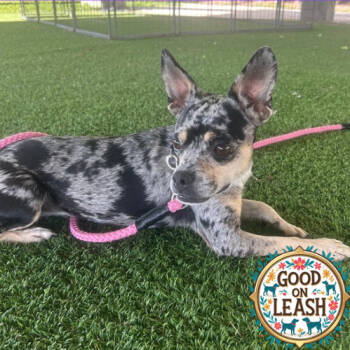 Rescue Mixed Breed Dogs for Adoption in Jupiter, Florida - Cookie | PetCurious