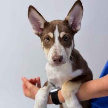 Gio -  Mixed Breed Dog for Adoption in Medford, Oregon - Gio | PetCurious