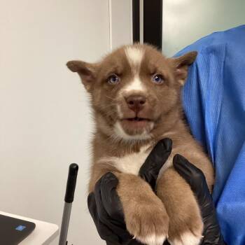 Husky and Pit Bull Terrier Dogs Available for Adoption - Aquamarine | PetCurious