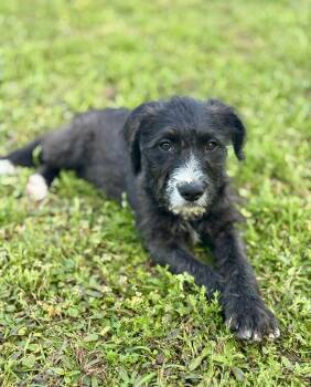 Poodle Dogs Available for Adoption in Lucedale, Mississippi - Amberlee | PetCurious