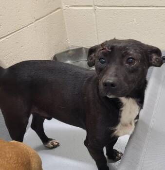 Dachshund Dogs Available for Adoption - Pen 202c Oreo | PetCurious