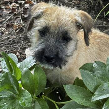 Gunnison -  Terrier and Mixed Breed Dog for Adoption in Cincinnati, Ohio - Gunnison | PetCurious