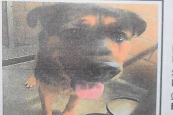 Marco (Community Neuter) -  Rottweiler and German Shepherd Dog Dog for Adoption in Pahrump, Nevada - Marco (Community Neuter) | PetCurious