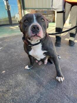 Pit Bull Terrier Dogs Available for Adoption - Penny | PetCurious