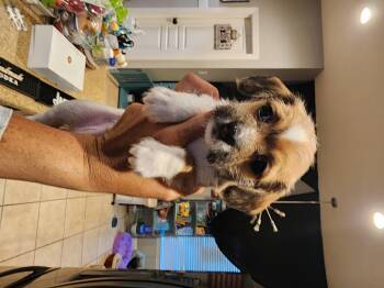 Heath -  Chihuahua and Terrier Dog for Adoption in Houston, Texas - Heath | PetCurious