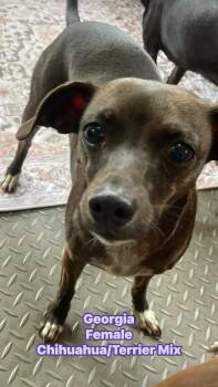 Terrier and Chihuahua Dogs Available for Adoption - Georgia  | PetCurious