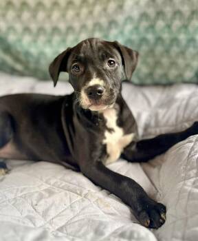Labrador Retriever and American Staffordshire Terrier Dogs Available for Adoption in Gulfport, Mississippi - Lilly | PetCurious