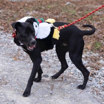 Rio -  Mixed Breed Dog for Adoption in Alabaster, Alabama - Rio | PetCurious