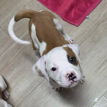 Wrangler -  Boxer and Pit Bull Terrier Dog for Adoption in Wyandotte, Michigan - Wrangler | PetCurious
