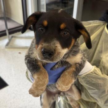 Buster A2277816 -  Cattle Dog Dog for Adoption in Los Angeles, California - Buster A2277816 | PetCurious
