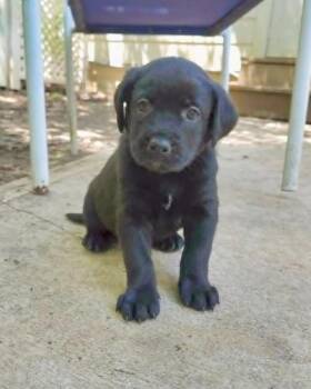 Rottweiler and German Shepherd Dog Dogs Available for Adoption in Wake Forest, North Carolina - Bourbon | PetCurious