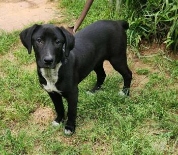 Molly -  Labrador Retriever Dog Available for Adoption in Lakewood Ranch, Florida - Molly | PetCurious