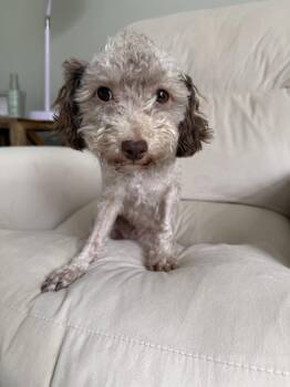 Dutchess -  Poodle Dog for Adoption in Holly Springs, North Carolina - Dutchess | PetCurious