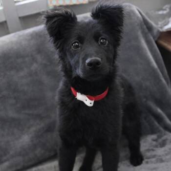 Retriever Dogs Available for Adoption - Muppet In NH! Come Meet Our Adoptable Dogs Wednesday-Saturday. M | PetCurious