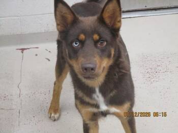 (855) -  Shepherd Dog for Adoption in Marietta, Georgia - (855) | PetCurious