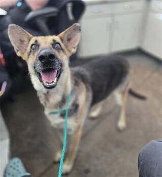 Mixed Breed Dogs Available for Adoption in Dallas, Texas - ANGELINA | PetCurious