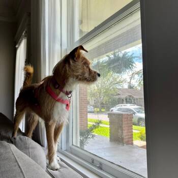 Terrier and Mixed Breed Dogs Available for Adoption in Houston, Texas - Milo | PetCurious