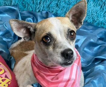 Rescue Chihuahua and Rat Terrier Dogs for Adoption in Hondo, Texas - Bess -an Angel With Fur And The Most Beautiful Soul! | PetCurious