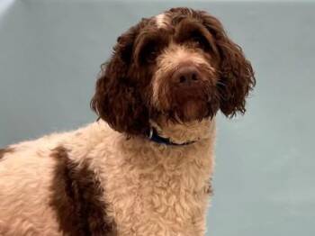 Brownie -  Brittany Spaniel and Standard Poodle Dog for Adoption in Minneapolis, Minnesota - Brownie | PetCurious