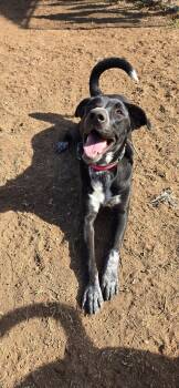 Labrador Retriever and Australian Cattle Dog Blue Heeler Dogs Available for Adoption - Josie | PetCurious