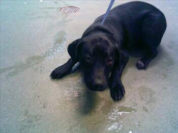 Rescue Mixed Breed Dogs for Adoption in Santa Fe, New Mexico - A172761 | PetCurious