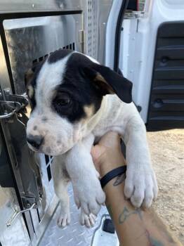 Mixed Breed Dogs Available for Adoption in Dallas, Texas - FALLEN | PetCurious